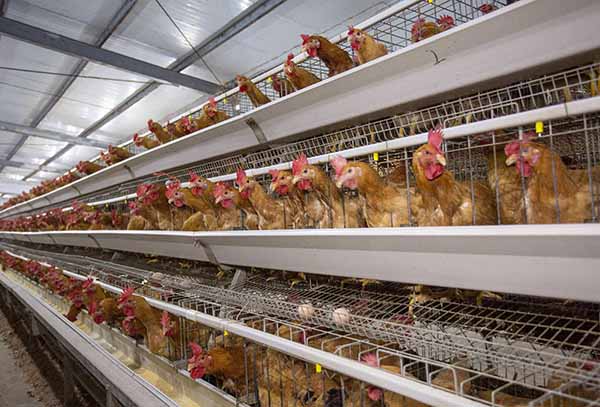 蛋鸡复合预混合饲料